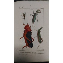 Atlas des insectes, composé de 110 planches, représentant la plupart des insectes décrits dans le manuel d'histoire naturelle…