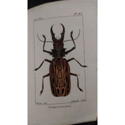 Atlas des insectes, composé de 110 planches, représentant la plupart des insectes décrits dans le manuel d'histoire naturelle…